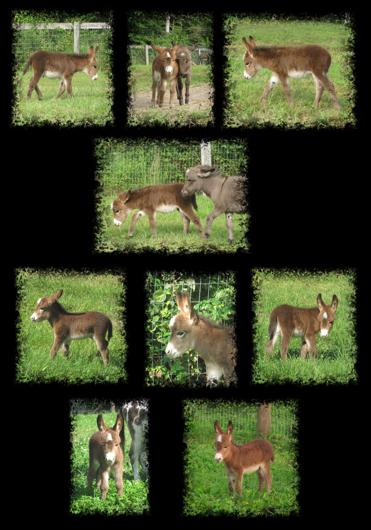 Critter Haven Farm Miniature Donkeys